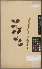 Foto von Salix aurita L.